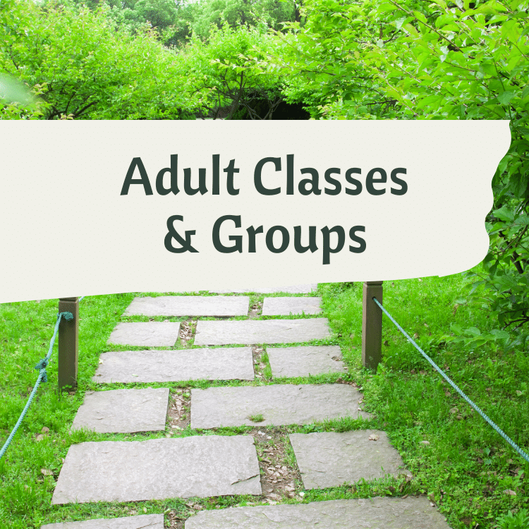 adult classes groups opportunities learn
